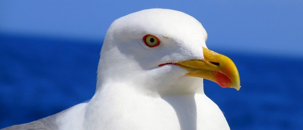 Seagull Surveillance