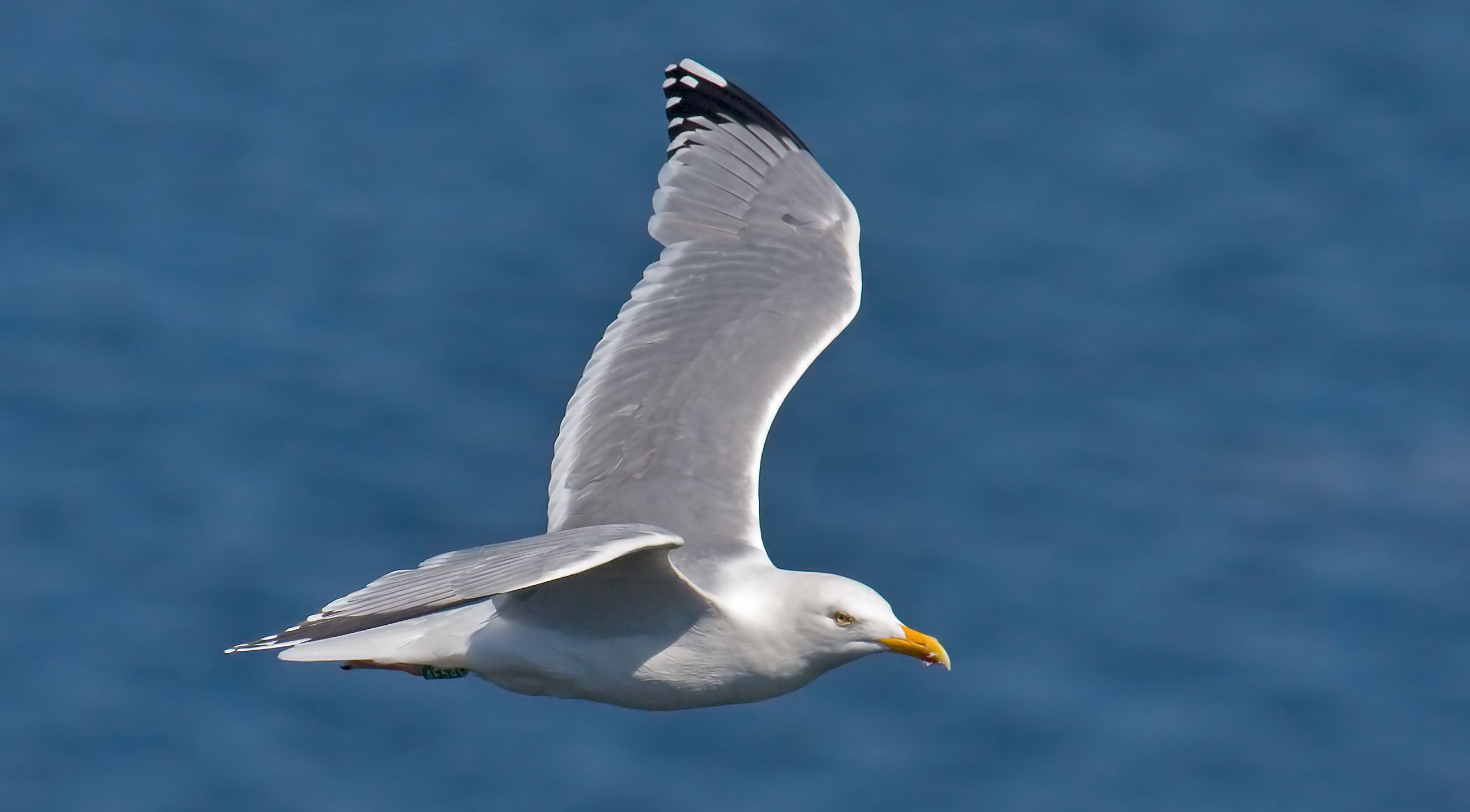 Seagull Surveillance