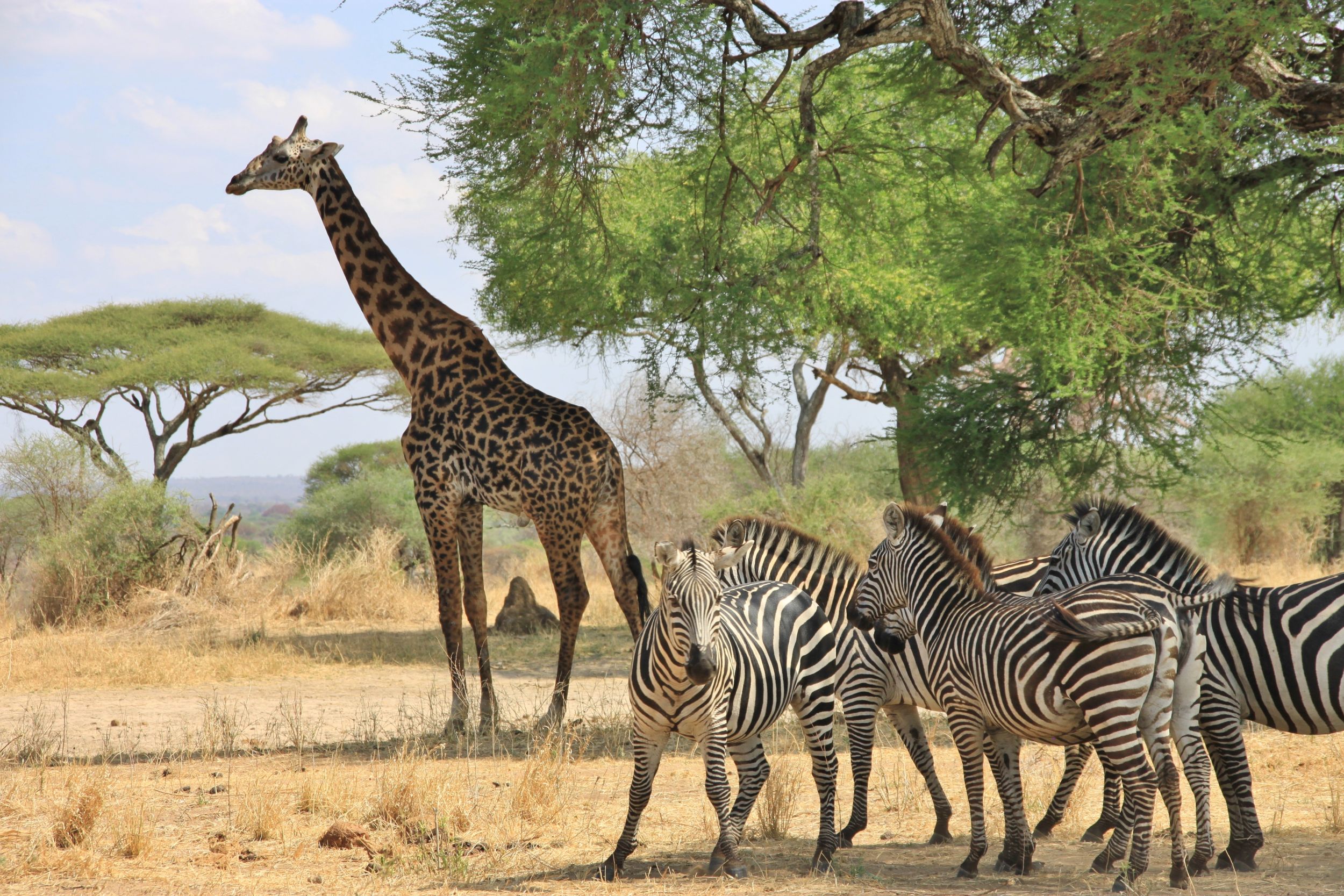 safari